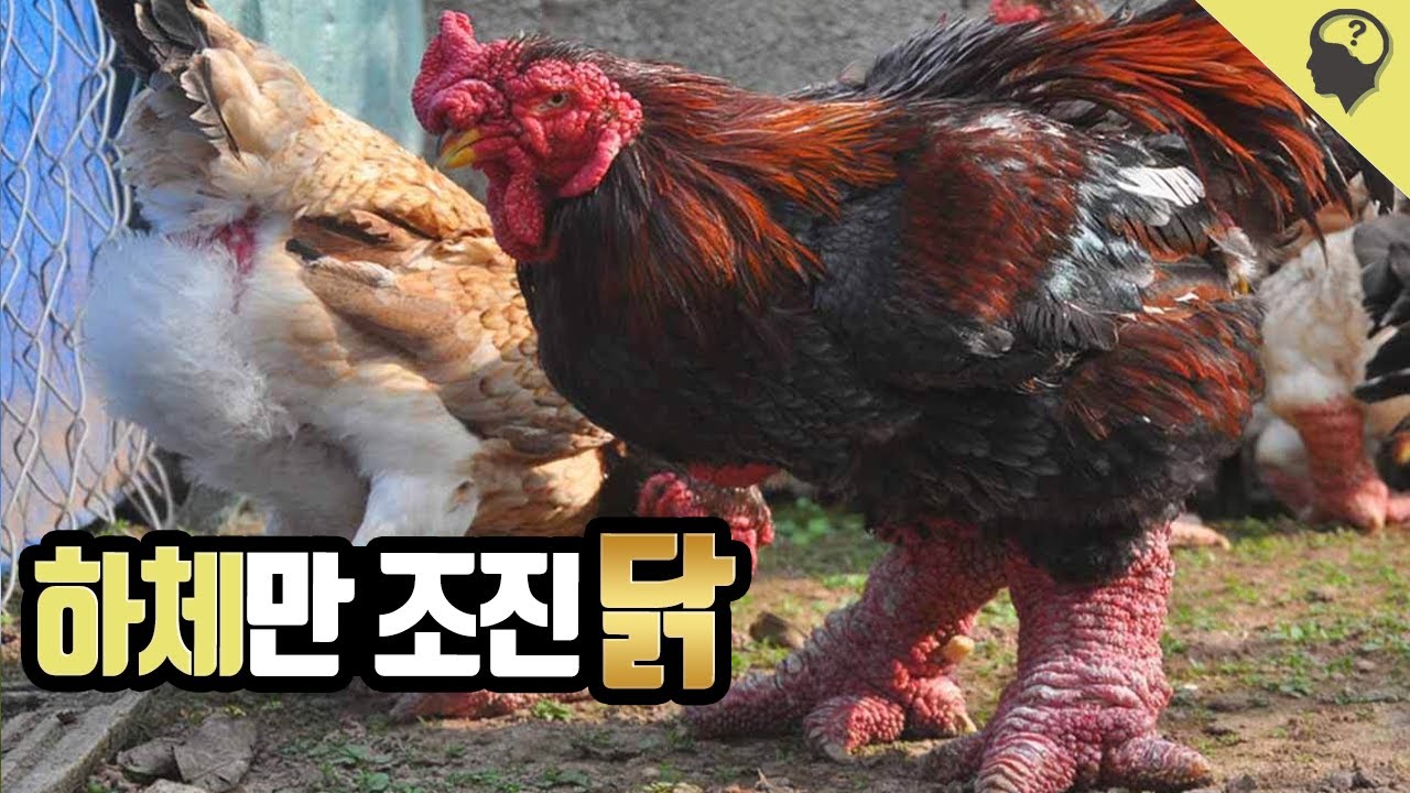 세상에서 가장 큰 발과 가격을 가진 용닭 '동 타오 닭'