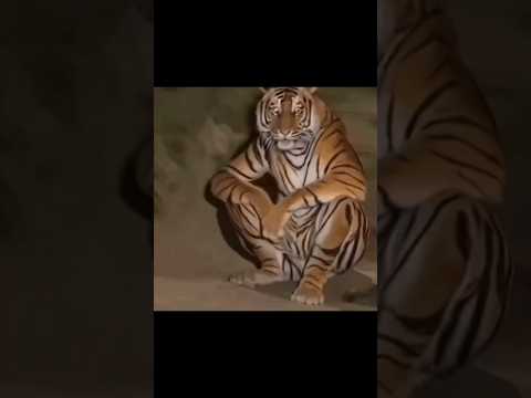 Por qué los tigres son naranjas?? 🐅🐯 #tigre #naranja #felino