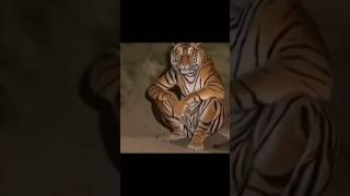 Por qué los tigres son naranjas?? 🐅🐯 #tigre #naranja #felino