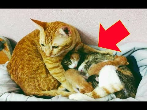 Mama Cat Just Gave Birth To Adorable Kittens When Papa Cat Sees Them, This Happens.