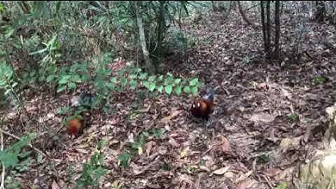 Bẫy gà rừng 22/12/2020 gà mồi lập công bổi sung