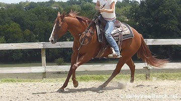 Putthegun Down Soula - Talented gelding riding bridleless! - ValleyViewRanch.net