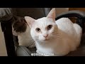 椅子に座るアッシュくんとさとるくん