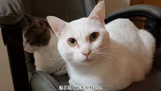 椅子に座るアッシュくんとさとるくん