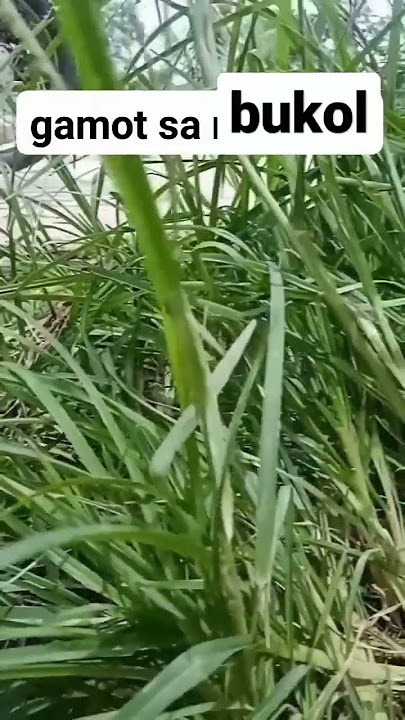 Kung may bukol kayo uminom na kayo hanggat maaga pa. #proudbisaya #highlights