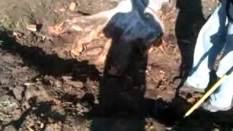 Deborah removing the Yucaliptus Tree Stump.