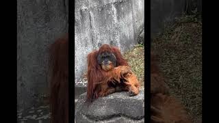 Orangutan Claps.