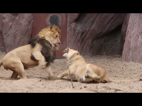 Zoo Antwerpen (lion conflict/leeuwenconflict) - February 21, 2023