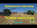 Продолжаем молотить пшеницу. На помощь приехала Скания.