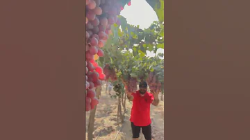 اجود انواع العنب 