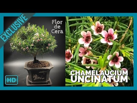 Video: Condiciones de cultivo de Chamelaucium: cuidado de las plantas de Chamelaucium Waxflower