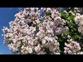 Lilac garden in Moscow