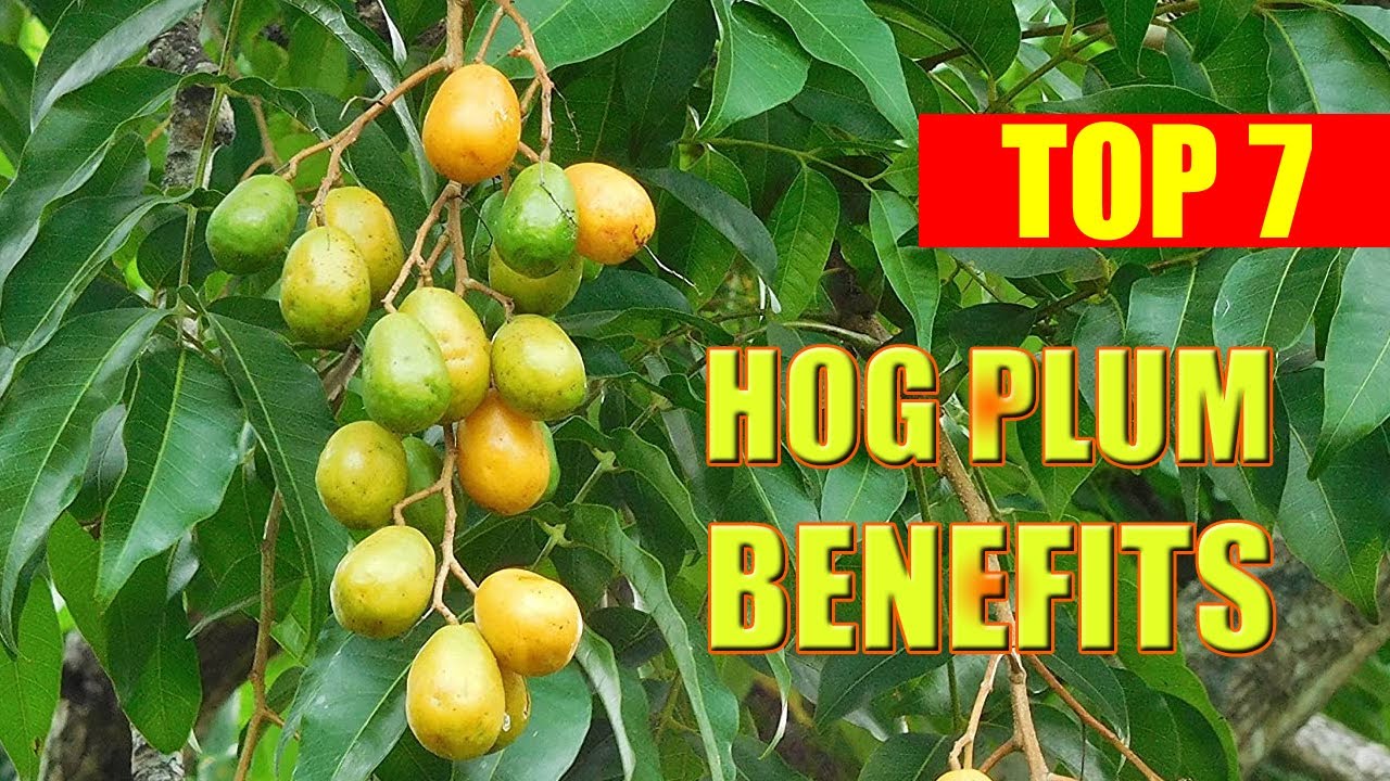 hog plum benefits top 7 health benefits of hog plum and spondias mombi plum benefits plum health benefits health benefits hog plum benefits top 7 health benefits of hog plum and spondias mombi plum benefits plum health benefits health benefits