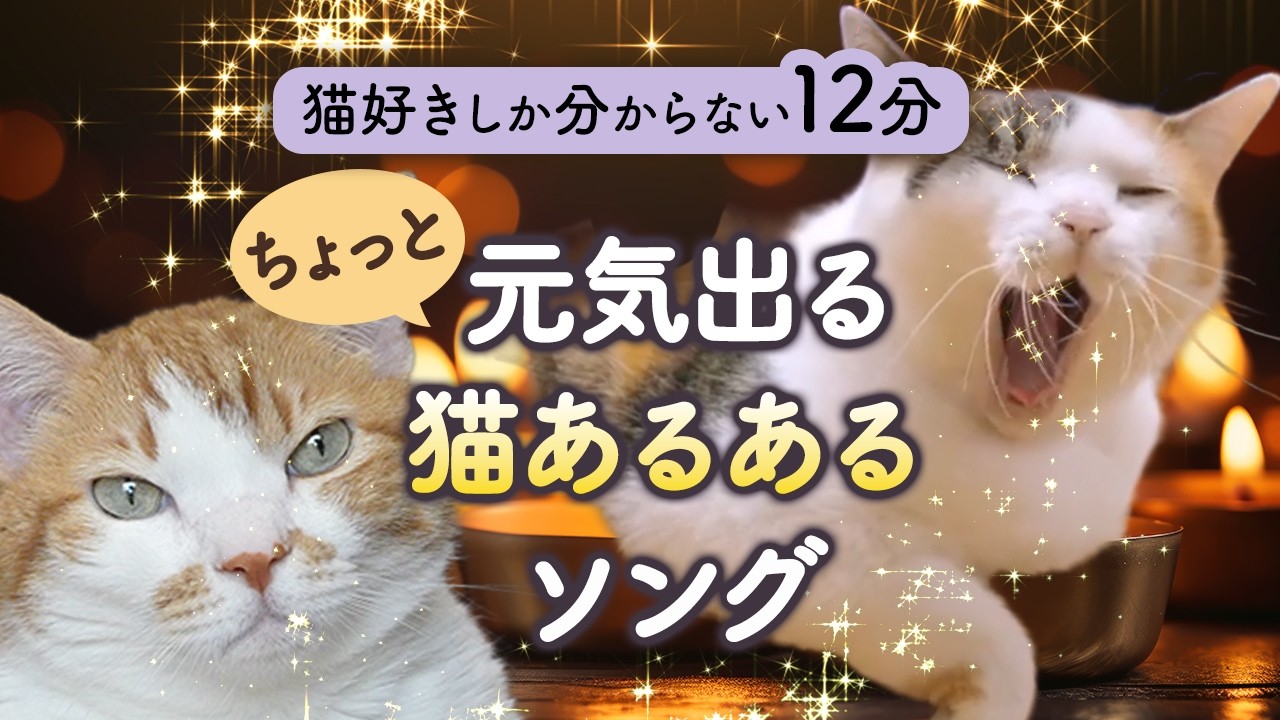 12 Minutes Only Cat Lovers Will Understand | A Cheerful Cat Song
