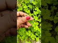 इस पौधों में छिपा हैं लाखों फायदे😱#amazing#plants #trendingshorts#plantslover#youtubeshorts