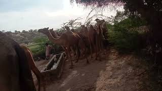 #camel#of#thar