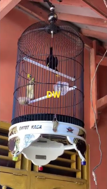 Jalak rio-rio full tembakan