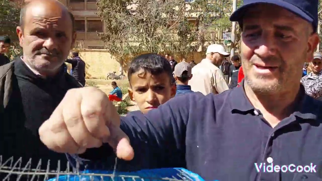 سوق دواجن 🐓وطيور 🦢وارانب🐇 ولحمام🕊 ولاية سعيدةيوم سبت 15/04/2023