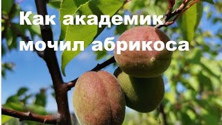 картинка: Почему не приживается абрикос?