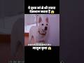 ये कुत्ता मां से भी ज्यादा बच्चे की देखभाल करता हैं 😱 | #short #dog #movie #recap