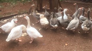 Reasons Why Geese Are The Best For Beginner Farmerskilimobiashara