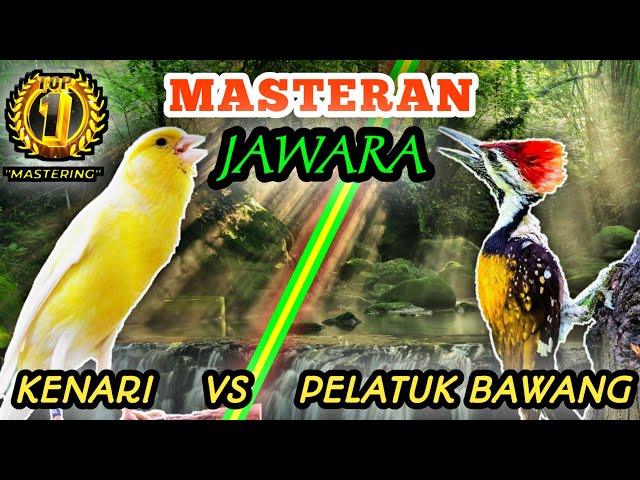 KENARI VS PELATUK BAWANG - Masteran Istimewa Untuk Semua Jenis Burung Lomba class=