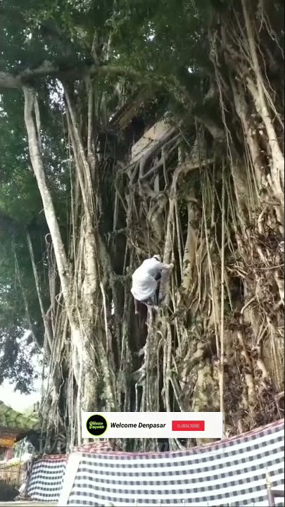 Wow ... Bale Kulkul UNIK Berada Di Pohon Beringin #SHORTS 