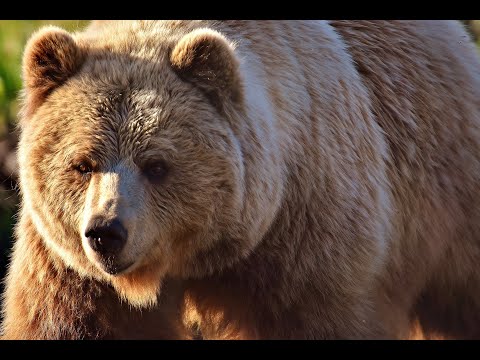 Oso Pardo (Ursus arctos) - Brown Bears