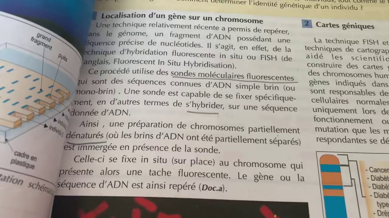 genetic identity of individuals1