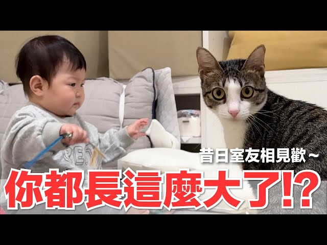 【好味小姐】你都長這麼大了！？昔日室友相見歡～｜好味貓日常214