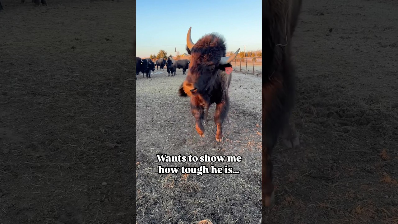 Our youngest breed bull Blackjack, feeling pretty confident. 