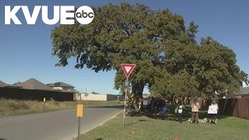 Kyle residents push to save tree thought to be hundreds of years old