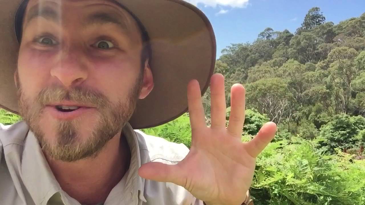 wildlife tea ARE THERE SCORPIONS IN AUSTRALIA? with Ranger Jamie