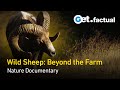 Wild Relatives of Domestic Sheep | Full Wildlife Documentary