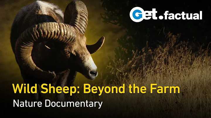 Wild Relatives of Domestic Sheep | Full Wildlife Documentary - DayDayNews