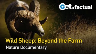 Wild Relatives of Domestic Sheep | Full Wildlife Documentary