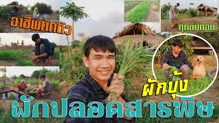 ลงทุนเงินไม่กี่บาท ปลูกผักบุ้ง 20 วัน กำไรดีงาม!! | วิถีไทบ้าน