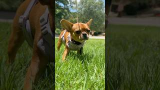 Everything as one #dog #cute #frenchbulldog #minifrenchbulldog #puppy