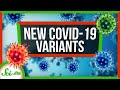 How the New COVID Variants Change Things | SciShow News