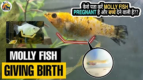 How to know if Molly Fish is going to give birth || कैसे पता करे की मोली फिश बच्चे देने वाली है
