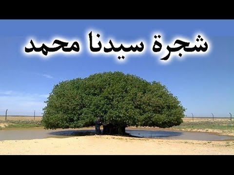 هذه الشجرة التي استظل بها نبينا محمد صلى الله عليه وسلم Youtube