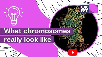 What chromosomes really look like | An accurate depiction of #ChromosomeStructure