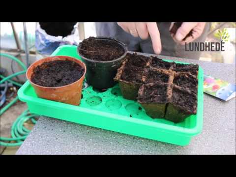 Video: Informasjon om inulaplanter - tips om dyrking av inulaplanter