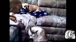 Видео приколы с кошками и собаками на ЮТУБ Видео приколы с кошками и собаками на ЮТУБ