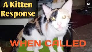 Kittens Knows Their Name by Cat Covid Un 70 views 3 years ago 1 minute, 55 seconds