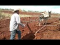 Siembra con yunta de burros | Episodio #19