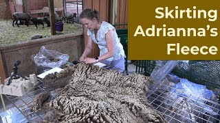 Skirting Adrianna's Moorit Sheared Fleece for my 2024 Fleece Auction