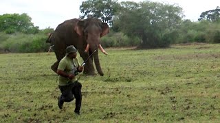 High Dose Antibiotic Injections Of Medicine Were Given To This Majestic Tusk Elephant For The Leg.