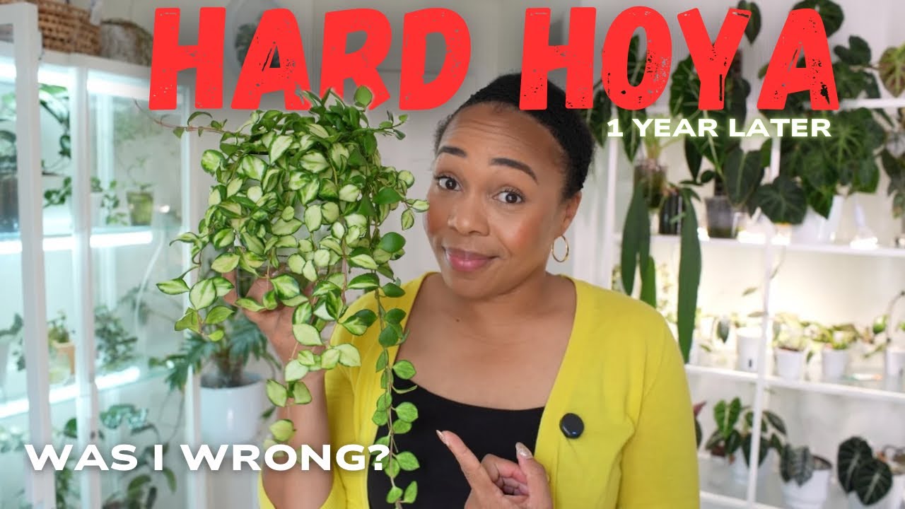 🥀10 Hard Hoya, One Year Later —  Was I Wrong About Them? 🪴