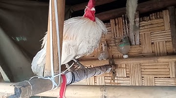 Saib qaib qus 100% thiab qaib qaib f2 ua sis nawb phoojywg txhuas tus.